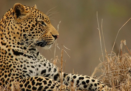 Jaguar in a Field